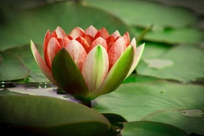SHREE JI PUJA SAMAGRI KENDRA lotus,kamal gatta Seed(10 per packet)