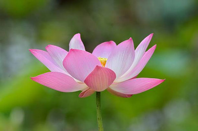 SHUBH SIDDHI lotus,kamal gatta Seed(10 per packet)