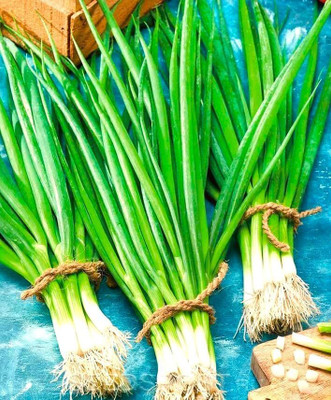 Biosnyg Organic Batun Green Onion Seeds for Terrace Gardening-(3000 Seeds) Seed(3000 per packet)