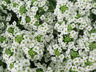 CYBEXIS Alyssum White 'Snow Carpet' Seed(50 per packet)