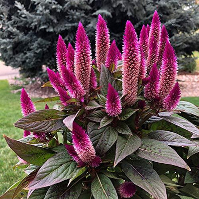 Aywal Celosia Pulmosa Flower -Mixed Color Flower Seed(70 per packet)