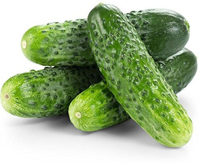 WILLVINE Balcony Dwarf cucumber seeds-[2000 Seeds] Seed(2000 per packet)