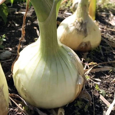 Qualtivate XXX-4A Onion Long-Day White Spanish Seeds Seed(500 per packet)