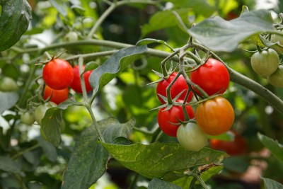 THAMMAR tomato Seed(135 per packet)