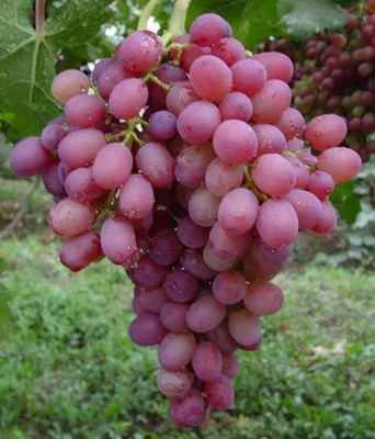 Quentova अंगूर के बीज Red Grapes Fruit-CTU-5L Seed(50 per packet)