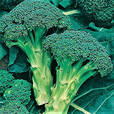 VibeX PAU-45 - Broccoli Green Calabrese - (1350 Seeds) Seed(1350 per packet)