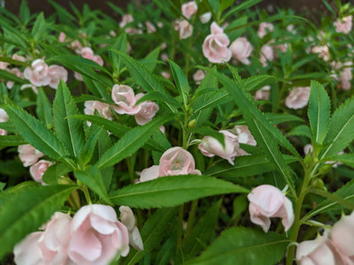 N.G.M. AGROCARE Balsam Double Mixed Flower Seed(70 per packet)