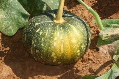 BDSresolve Pumpkin seeds for planting PACK OF 74 Seed(74 per packet)