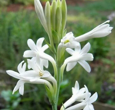 zabbus Rajnigandha Flower Bulbs for All Season Seed(20 per packet)