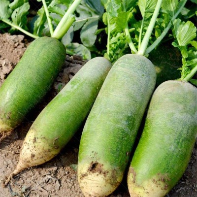 CYBEXIS Extra Large White Radish Seeds2000 Seeds Seed(2000 per packet)