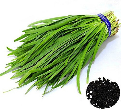 KNESSiN Garden Chives Herb[1000 Seeds] Seed(1000 per packet)