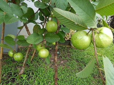 isarkars ™️Hybrid Guava (Amrood) Fruit Seed(90 per packet)