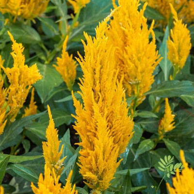 Lorvox Celosia Pulmosa Flower -Mixed Color Flower Seed(40 per packet)