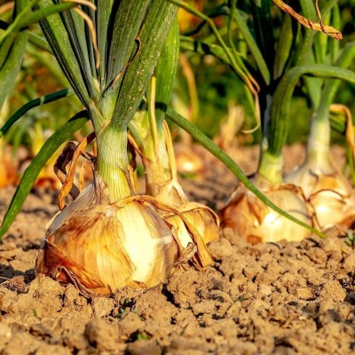 CYBEXIS Texas Grano Onion Vegetable Seeds4000 Seeds Seed(4000 per packet)