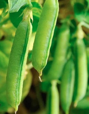 CYBEXIS HUA-14 - Sugar Snap Pea - (900 Seeds) Seed(900 per packet)