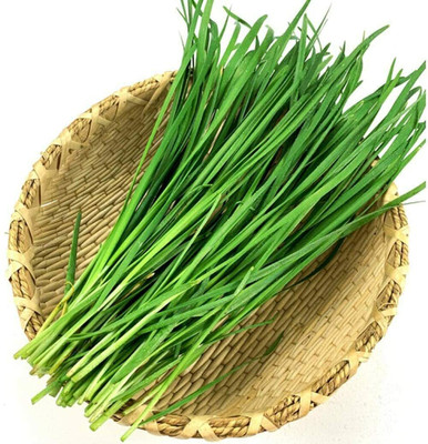 CYBEXIS Chive Leek Seeds Rich Smell Vegetables2800 Seeds Seed(2800 per packet)