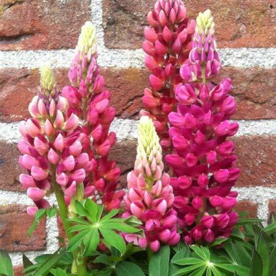 AXAQI Lupin Gaint Tall Mix Seed(60 per packet)