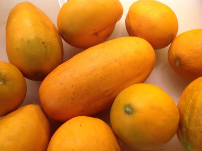 Qualtivate HYB-1A Sambar Cucumber Seeds Seed(300 per packet)