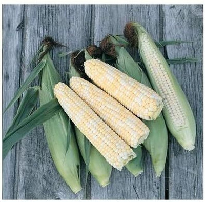 Qualtivate RES-7A Corn Sweet Double Standard Seed(400 per packet)
