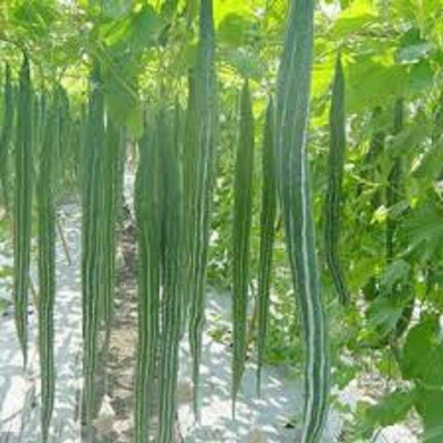 Qualtivate ICRA-9A High Yield Snake Gourd Seed(25 per packet)