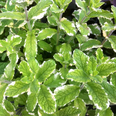 Qualtivate PUAS-9A Pineapple Mint Rare Seed(200 per packet)