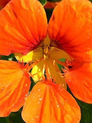 CYBEXIS Dwarf Nasturtium (Tropaeolum Minus Ladybird Creme Purple Spot) Seed(1 g)