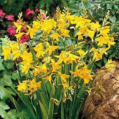 CYBEXIS HUA-14 - Yellow Rain Lily - (180 Seeds) Seed(180 per packet)