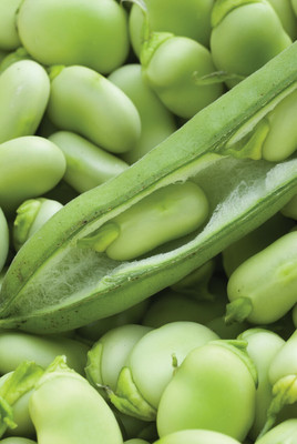 Quentova Broad Beans/Bakla Vegetable बाकला फली-SWAT Seed(100 per packet)
