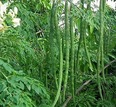 CYBEXIS VVI-38 - PKM1 Drumstick Moringa Oleifera - (150 Seeds) Seed(150 per packet)
