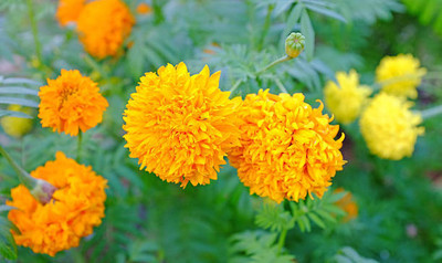 JDM marigold/gende ka phool flower seeds Seed(75 per packet)
