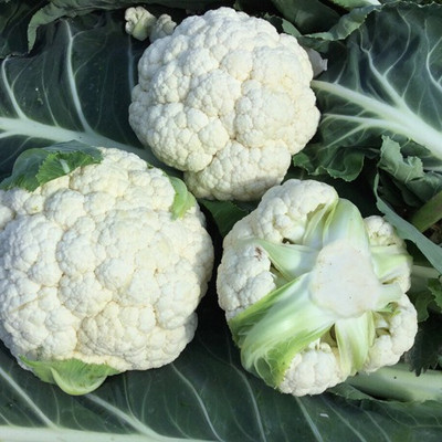 CYBEXIS LESTREN Cauliflower Variety2000 Seeds Seed(2000 per packet)