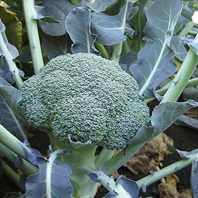 VibeX HUA-65 - Hybrid Broccoli Imported Germination - (1350 Seeds) Seed(1350 per packet)