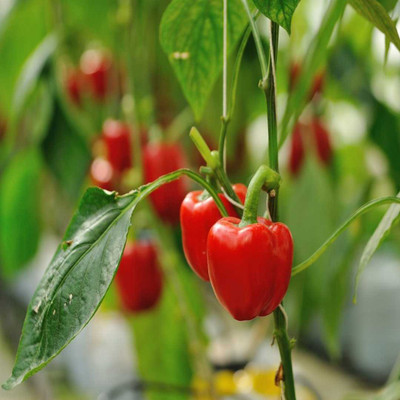 Flipkart SmartBuy Capsicum Red Seed(25 per packet)