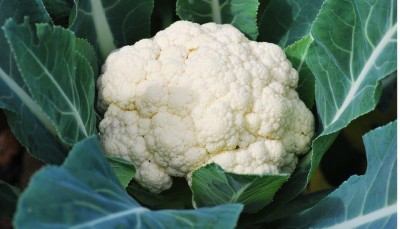 Quentova Cauliflower-2D-XIL Seed(250 per packet)