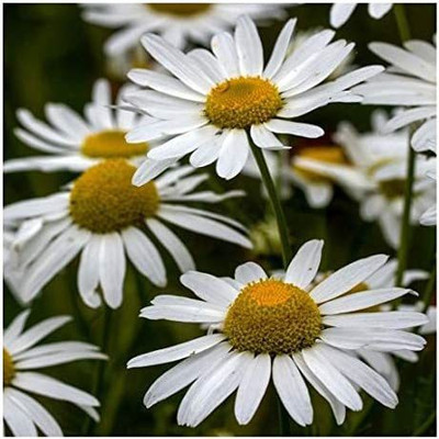 CYBEXIS Ox-Eye Daisy/Marguerite/Leucanthemum vulgare/British Wildflower Seed(50 per packet)