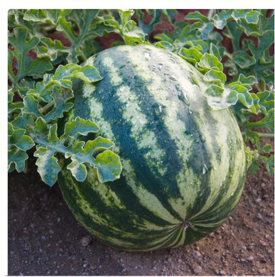 KNESSiN Orange Tendersweet Watermelon Fruit Seeds for Garden-(100 Seeds) Seed(100 per packet)