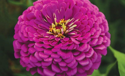 Lorvox Zinnia Double Mixed Color Flower Seed(30 per packet)