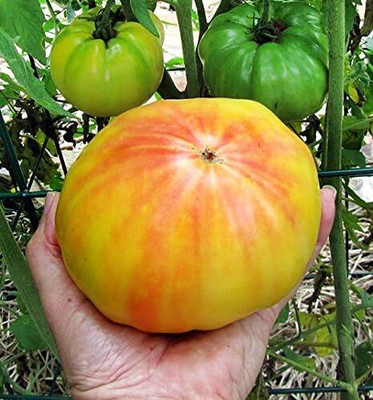 Qualtivate AXL-1AT Giant Mr. Stripey Tomato Seed(300 per packet)
