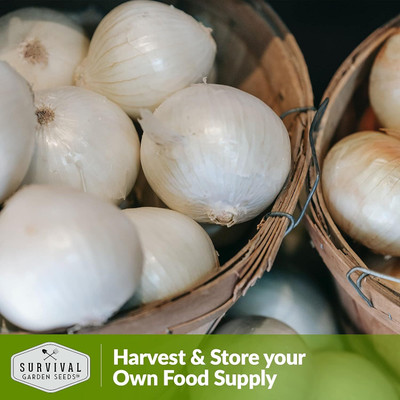 WILLVINE SYN -VI White Grano Onion Seed [10g] Seed(7500 per packet)