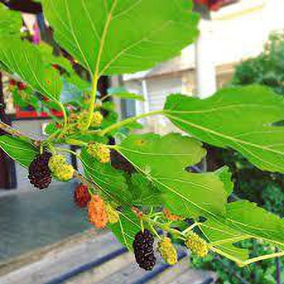 Oliver mulberry(shahatoot) fruit seeds Seed(11 per packet)