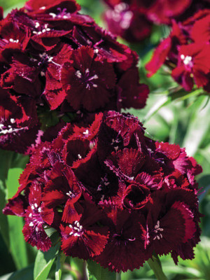 CYBEXIS Dianthus Barbatus Nigrescens400 Seeds Seed(400 per packet)