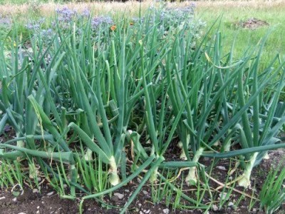 CYBEXIS Red Scallion Bounching Onion Seeds4000 Seeds Seed(4000 per packet)