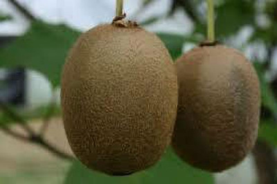 XOLDAA hybrid kiwi fruit seeds Seed(62 per packet)