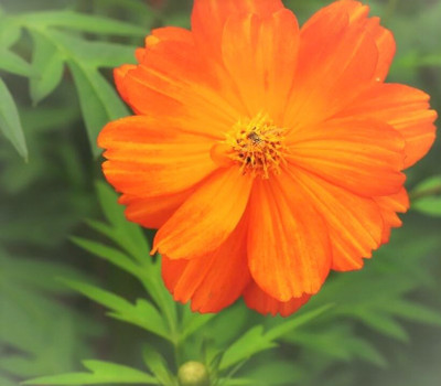 Seedsqlty cosmos seed and garden plant, high germination (55 seeds) Seed(55 per packet)