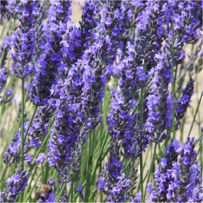 Qualtivate ATS-9 Lavender Seeds (Lavandula angustifolia) Seed(500 per packet)