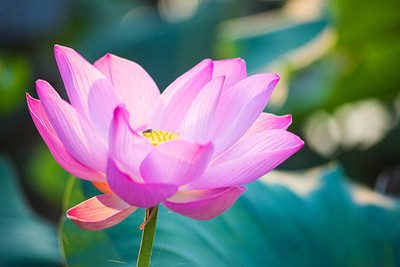 Pramix lotus,kamal gatta Seed(14 per packet)