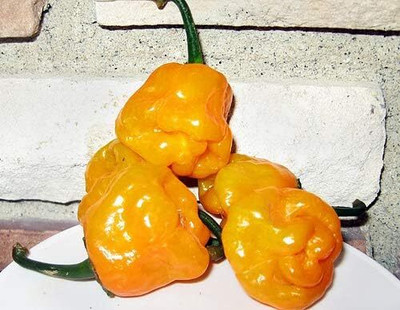 Biosnyg Hybrid Hot Jamaican Yellow Pepper Seeds for Home Gardening-(2000 Seeds) Seed(2000 per packet)