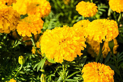RUDAN marigold/gende ka phool flower seeds Seed(25 per packet)