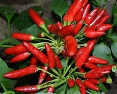 CYBEXIS Finger Pepper Chilli Vegetable Seeds2400 Seeds Seed(2400 per packet)