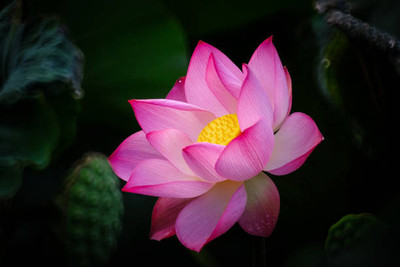 MYAT lotus,kamal gatta Seed(15 per packet)